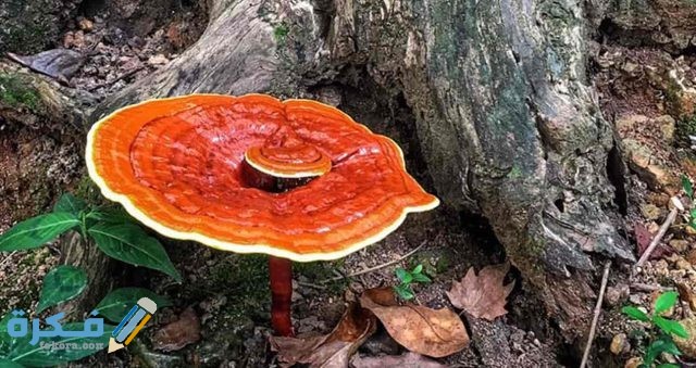 فوائد الفطر الريشي المتنوعة