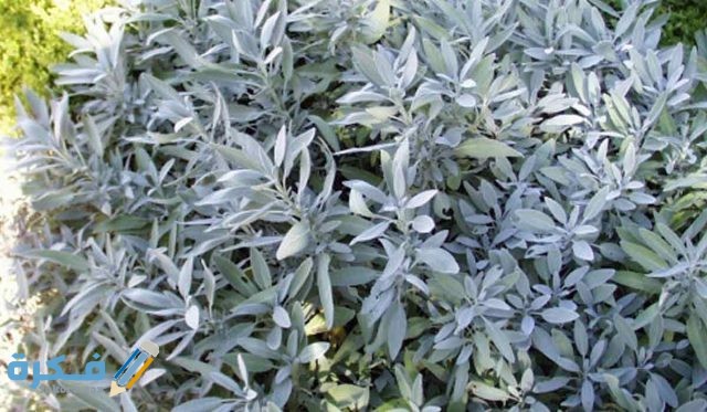 اهم فوائد نبات الجعدة واضراره على الصحة اهم فوائد نبات الجعدة واضراره على الصحة