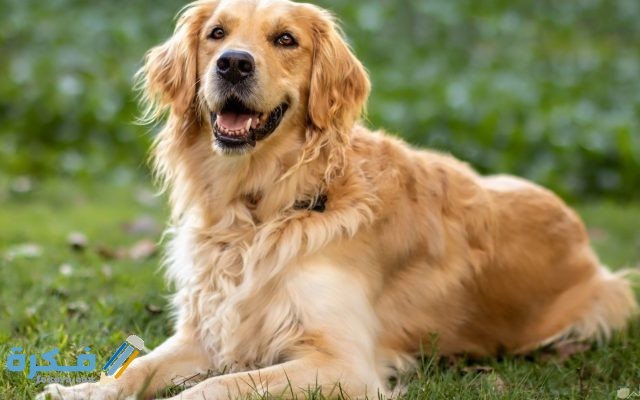 تفسير رؤية الكلب يطاردني او يلاحقني في المنام