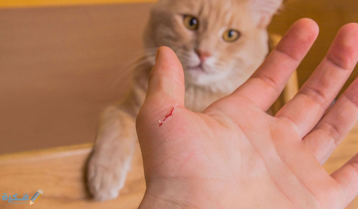 80878 مرض خدش القطط