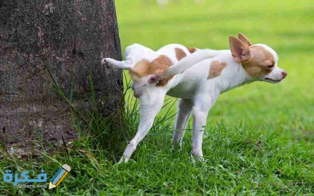 تفسير رؤية بول الكلب في المنام 