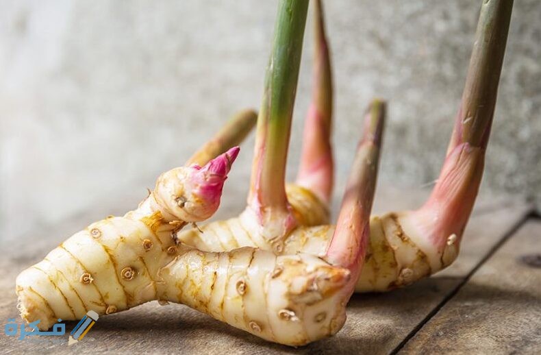 ما هو نبات الخولنجان وما هي فوائده