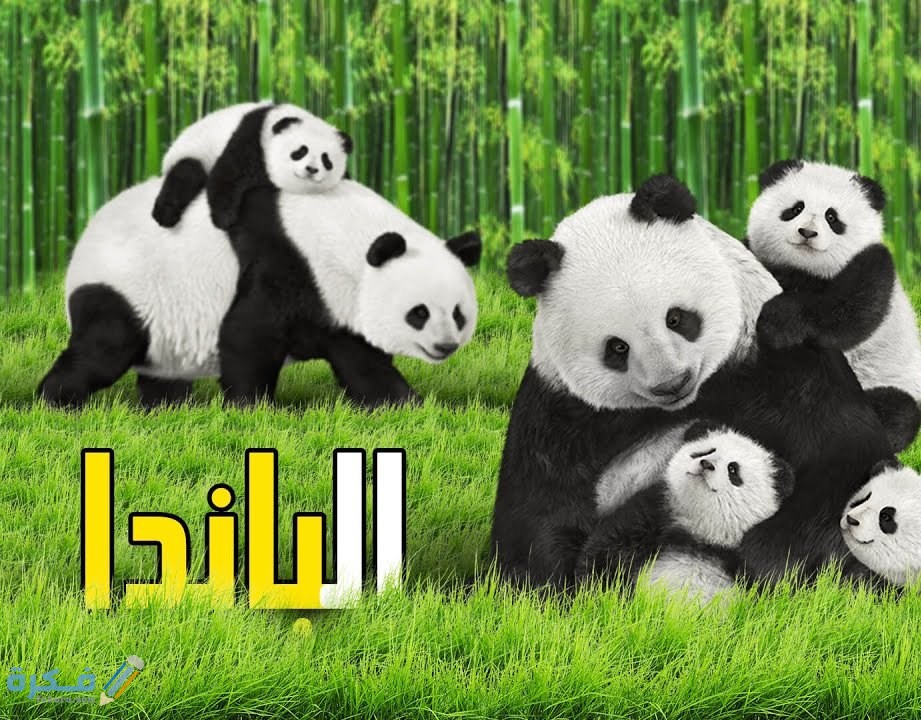 اسباب انقراتض الباندا
