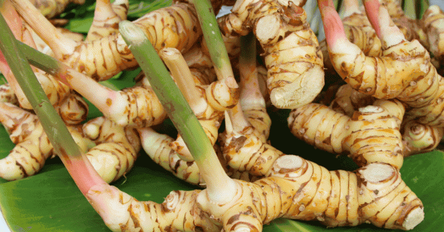 ما هو نبات الخولنجان وما هي فوائده