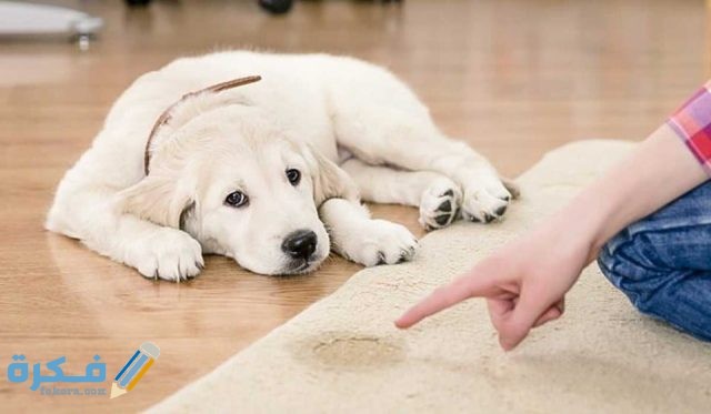 تفسير رؤية بول الكلب في المنام 