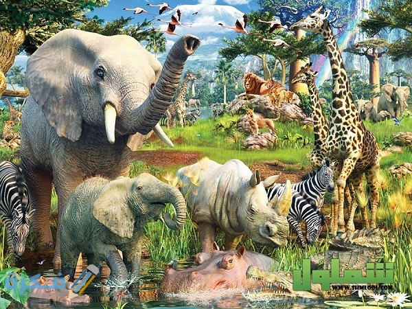 طرق حماية الحيوانات المهددة بالانقراض 1