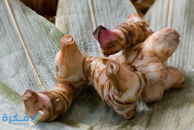 ما هو نبات الخولنجان وما هي فوائده