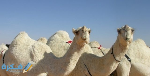 هَلْ لحم الإبل يقسي القلب هَلْ لحم الإبل يقسي القلب