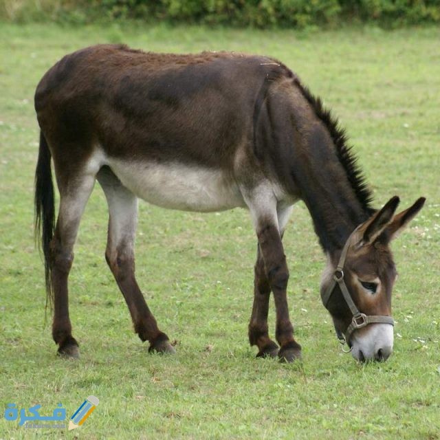 هَلْ لحم التمساح حلال