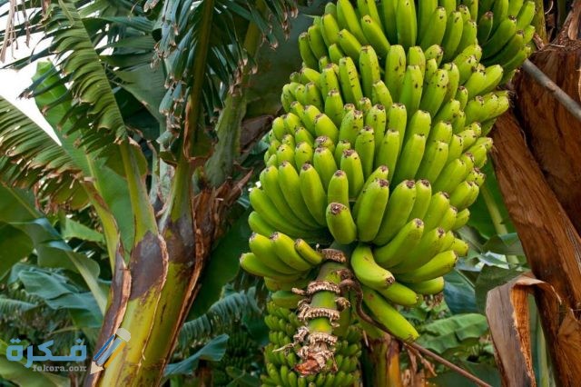 أكثر الدول انتاجًا للموز