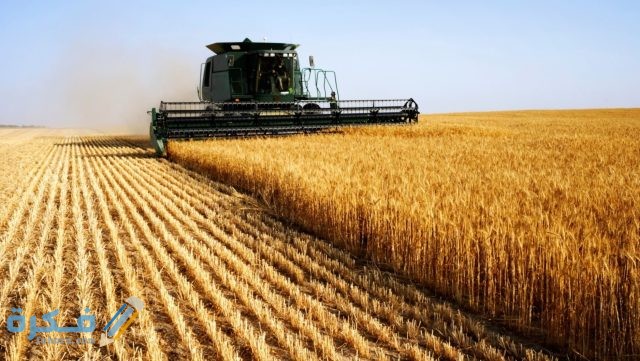 أسماء أكثر الدول استيراد للقمح