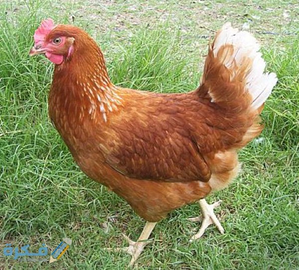 أفضل أنواع الدجاج للتربية في المنزل