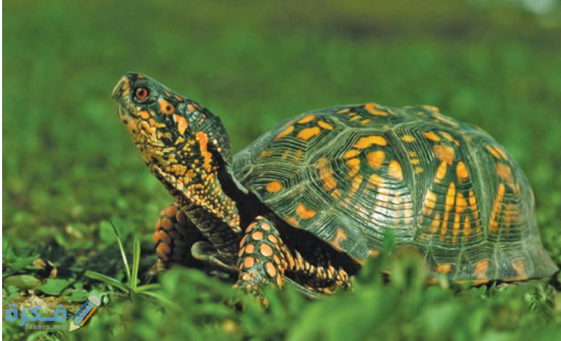 أفضل أنواع السلاحف للتربية المنزلية واسعارها