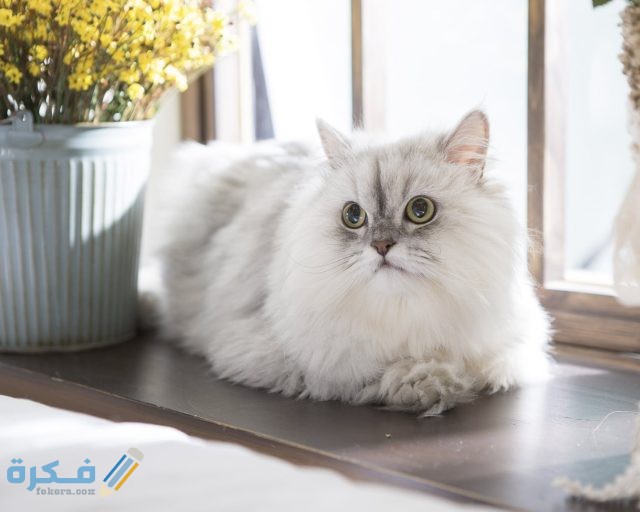 كم عدد شهور حمل القطط