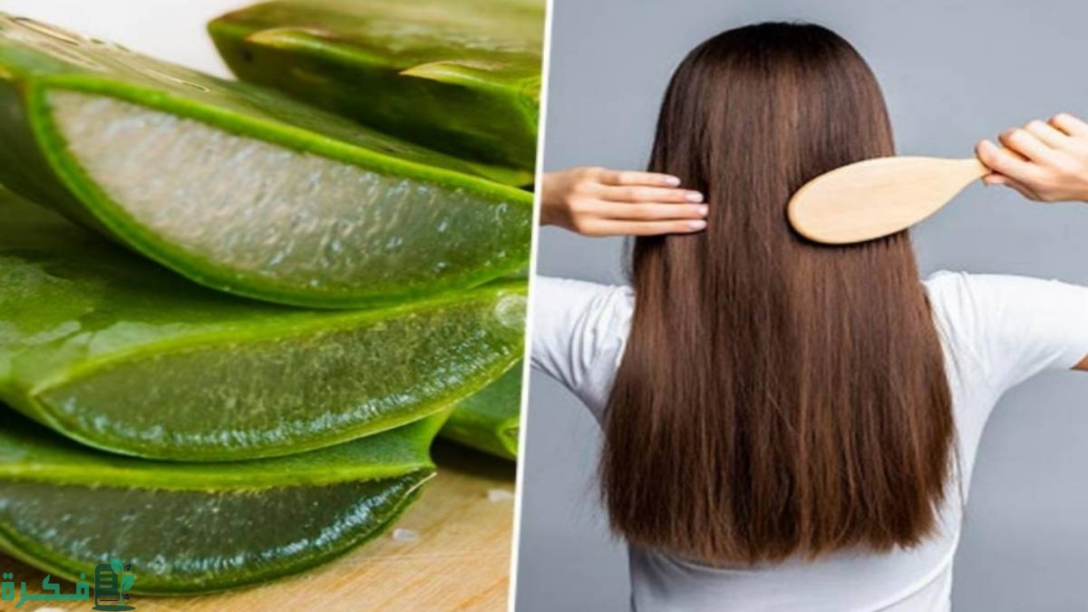 فوائد نبات الصبار الصحية والطبية