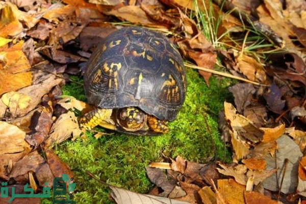 معلومات عن السبات الشتوي للسلاحف
