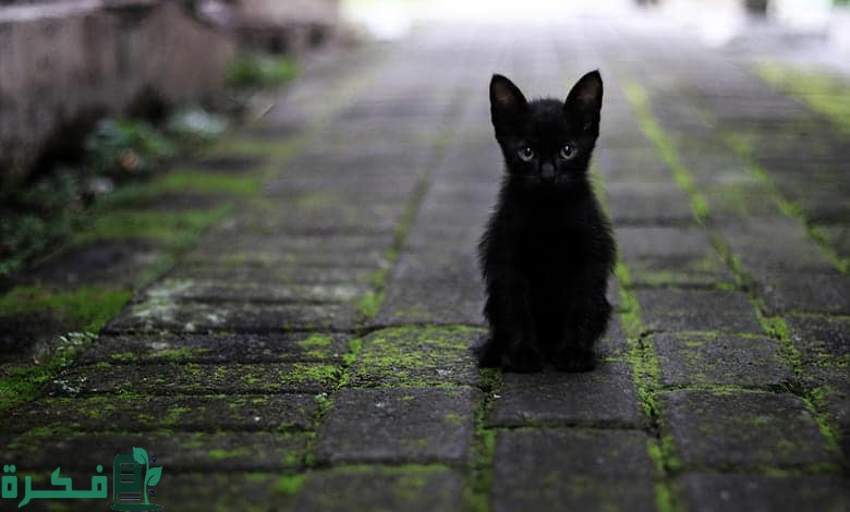 ماذا يقال عند رؤية قط اسود