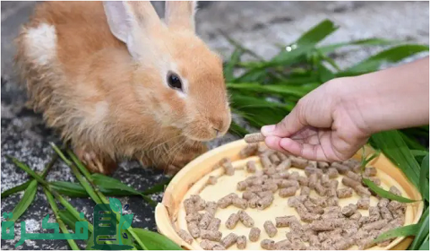 أفضل علف أرانب في مصر