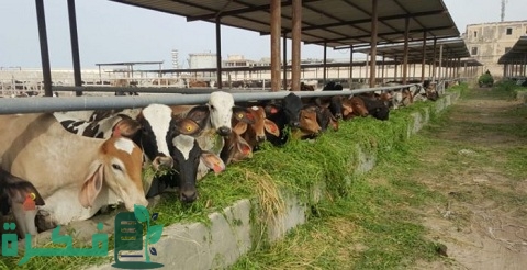 أفضل علف تسمين عجول