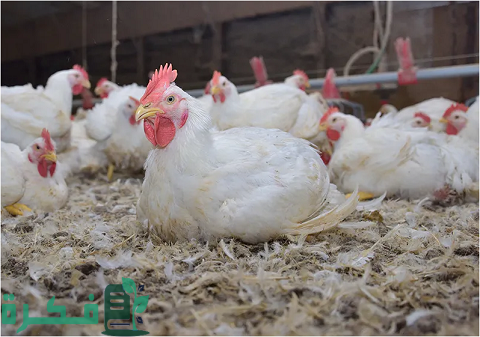 أمراض دواجن التسمين وعلاجها