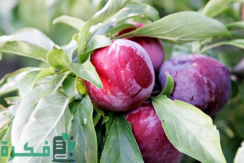 مراحل نمو شجرة البرقوق