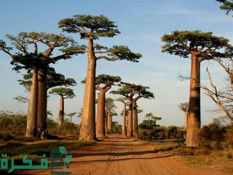 أغرب 10 أشجار من حول العالم
