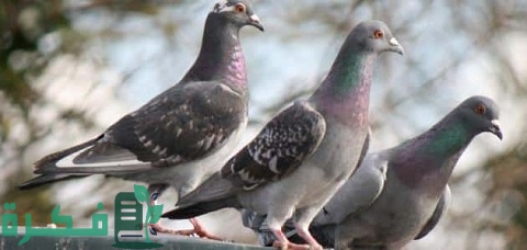 أفضل مضاد حيوي شامل للحمام