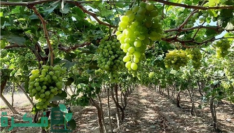 أكثر 10 دول عربية إنتاجًا للعنب