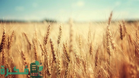 أكثر 10 دول مستوردة للقمح في العالم