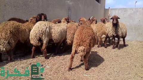 أهم سلالات الأغنام في مصر