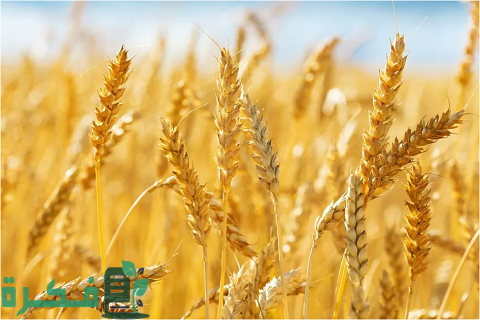 اسماء أكبر 10 دول مصدرة للقمح في العالم