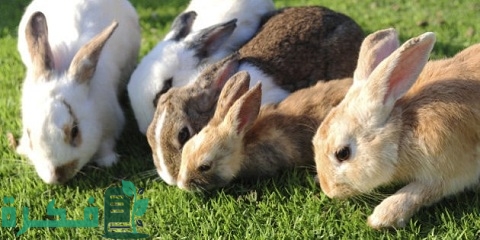 تحصينات الأرانب في الصيف