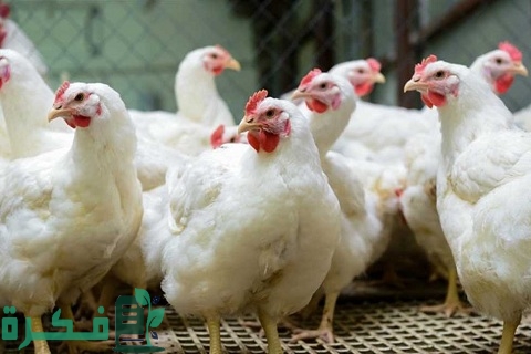 تربية الدواجن البيضاء في الصيف