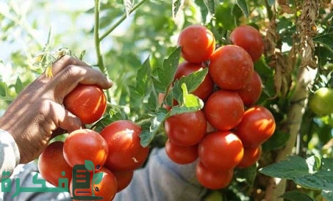 دراسة جدوى زراعة فدان طماطم