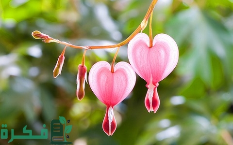 زهرة نزيف القلب