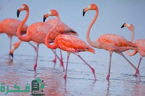 طائر الفلامينغو Flamingo bird