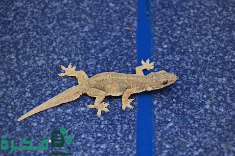 طريقة التخلص من أبو بريص