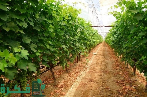 طريقة زراعة العنب في المنزل