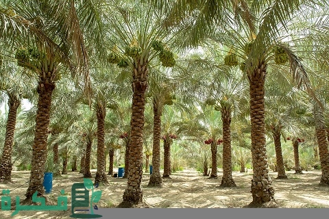 طريقة زراعة النخيل الملوكي