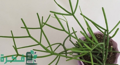 طريقة زراعة صبار قرن الغزال