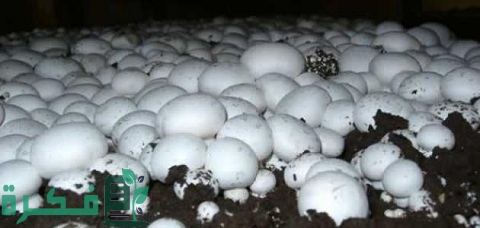 طريقة زراعة عيش الغراب في المنزل بالصور