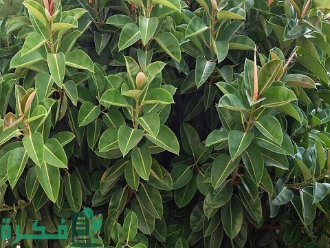 طريقة زراعة فيكس ليراتا