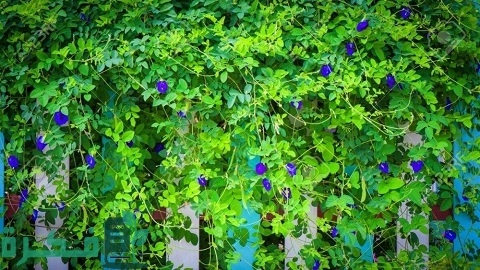 طريقة زراعة متسلق الشاي الأزرق