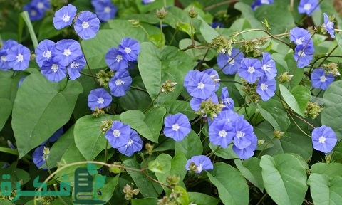 طريقة زراعة مُتسلق الياسمين الأزرق