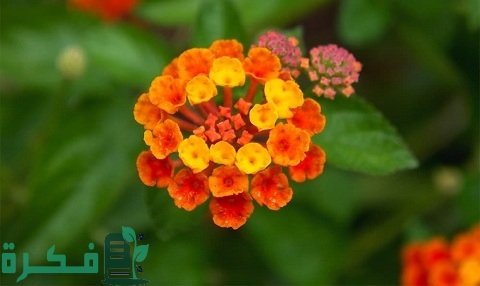 طريقة زراعة نبات أم كلثوم