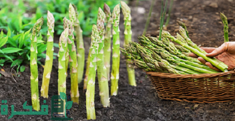 طريقة زراعة نبات الهليون