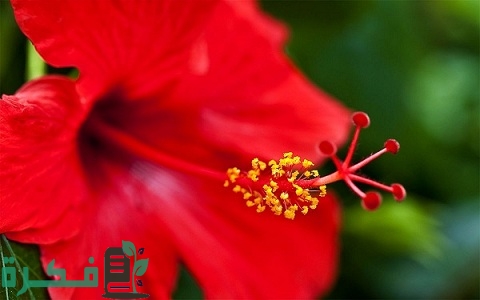 طريقة زراعة نبات الهيبسكس