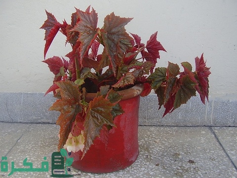 طريقة زراعة نبات بيجونيا جناح الملاك