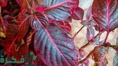 طريقة زراعة نبات دم العاشق