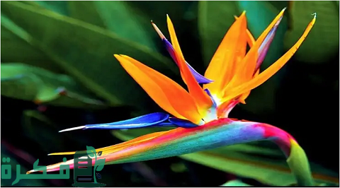 طريقة زراعة نبات طيور الجنة